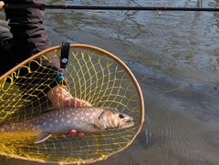 アメマスの釣果