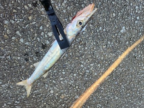カマスの釣果