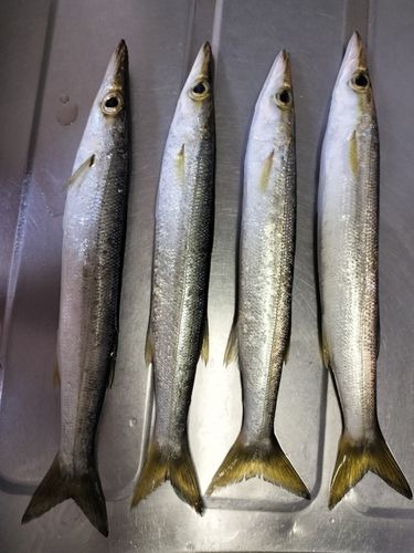 アカカマスの釣果