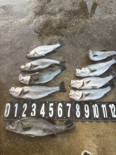 ヒラスズキの釣果