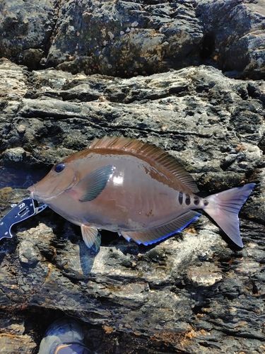 サンノジの釣果