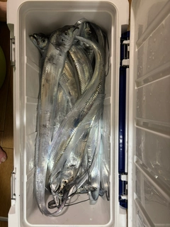 タチウオの釣果