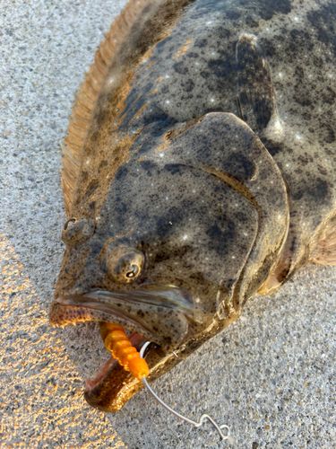 ヒラメの釣果