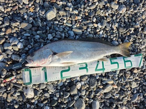 ニベの釣果