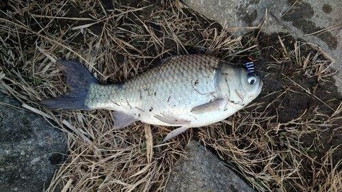ヘラブナの釣果