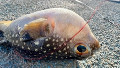 クサフグの釣果