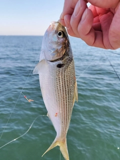 コノシロの釣果