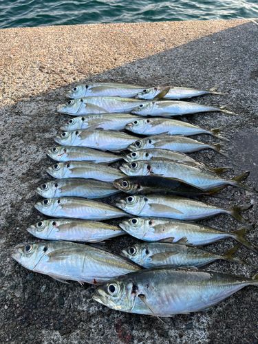 アジの釣果