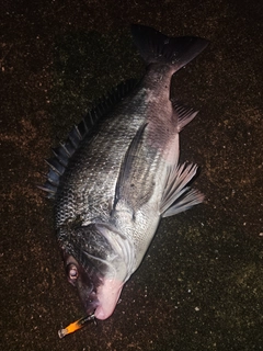 チヌの釣果