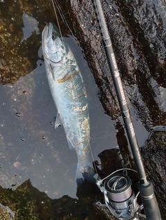 サクラマスの釣果
