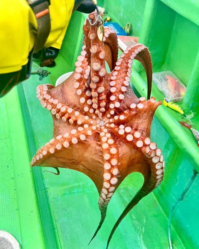 サノヤスドックで釣れたタコの釣り・釣果情報 - アングラーズ | 釣果