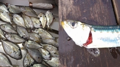 ヒイラギの釣果