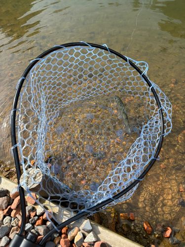 ニジマスの釣果