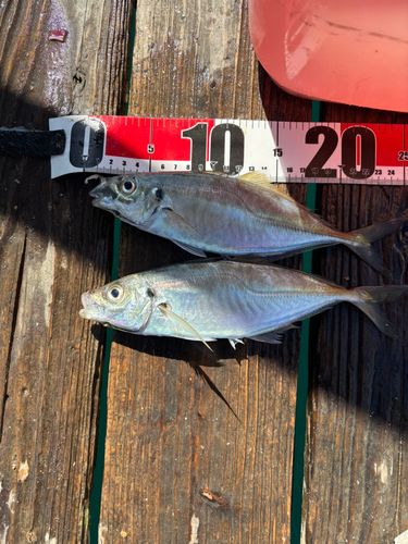 マアジの釣果