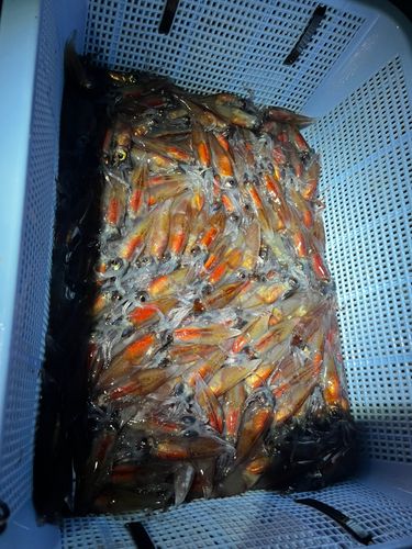 ホタルイカの釣果
