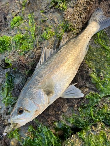 セイゴ（マルスズキ）の釣果