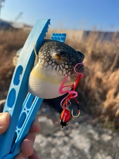 フグの釣果