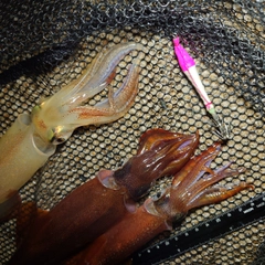 ヤリイカの釣果