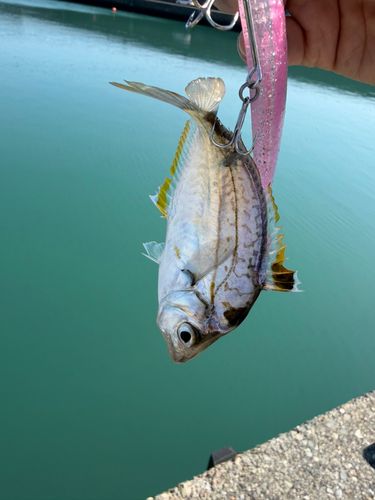 ヒイラギの釣果