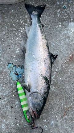 サクラマスの釣果