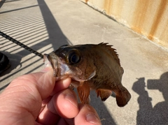 アカメバルの釣果