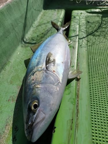 イナダの釣果