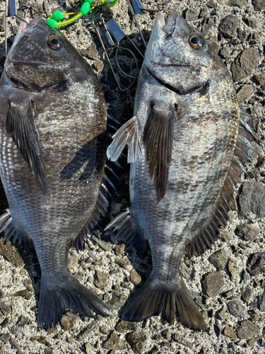 チヌの釣果