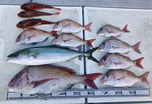 マダイの釣果