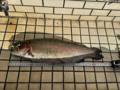 ニジマスの釣果