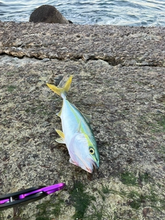 コゾクラの釣果