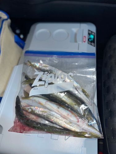 カマスの釣果