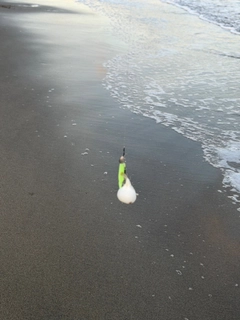 クサフグの釣果