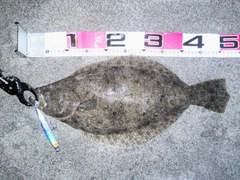 ヒラメの釣果