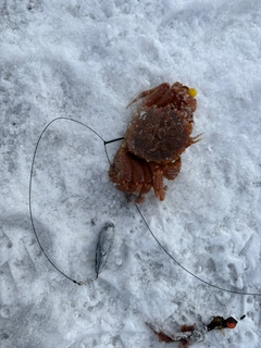 カニの釣果