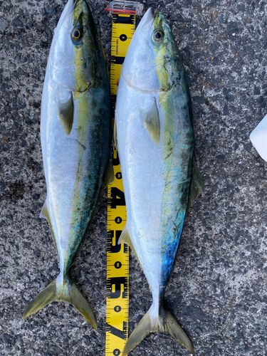 メジロの釣果