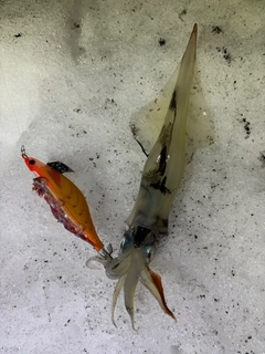 ヤリイカの釣果