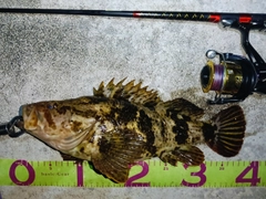 ベッコウゾイの釣果