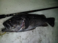 クロソイの釣果