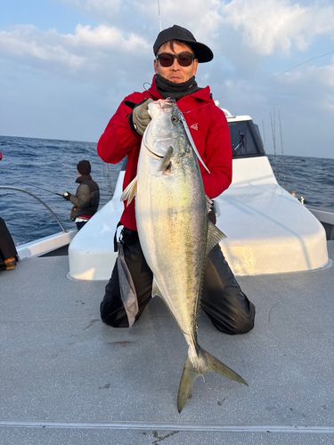 ブリの釣果