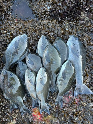 クチブトグレの釣果