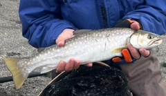アメマスの釣果