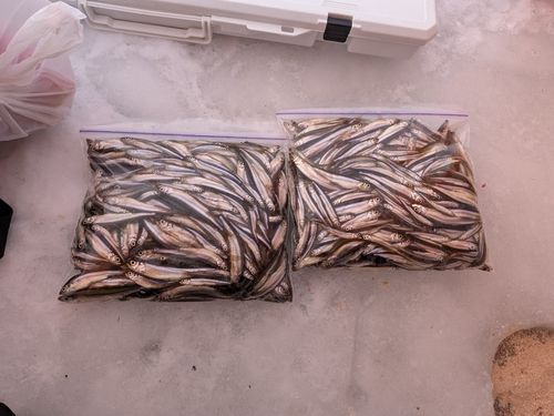 ワカサギの釣果