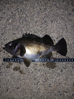 メバルの釣果