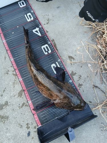 アイナメの釣果