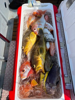 シロアマダイの釣果