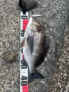 チヌの釣果