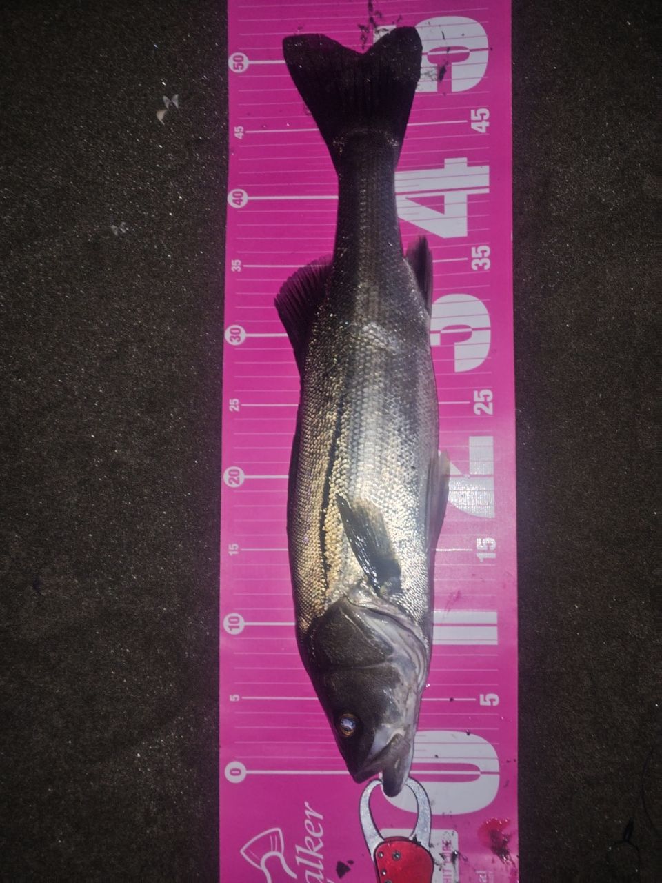 SHIMANO 19ヴァンキッシュ 4000XGの最安値・インプレ・釣果 | 本音の