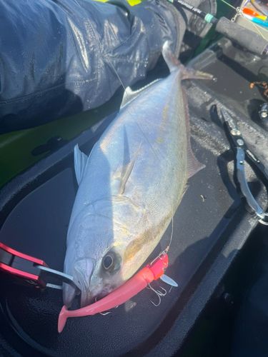 ショゴの釣果
