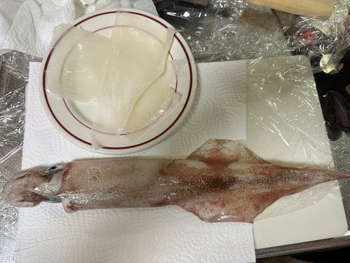 ササイカの釣果