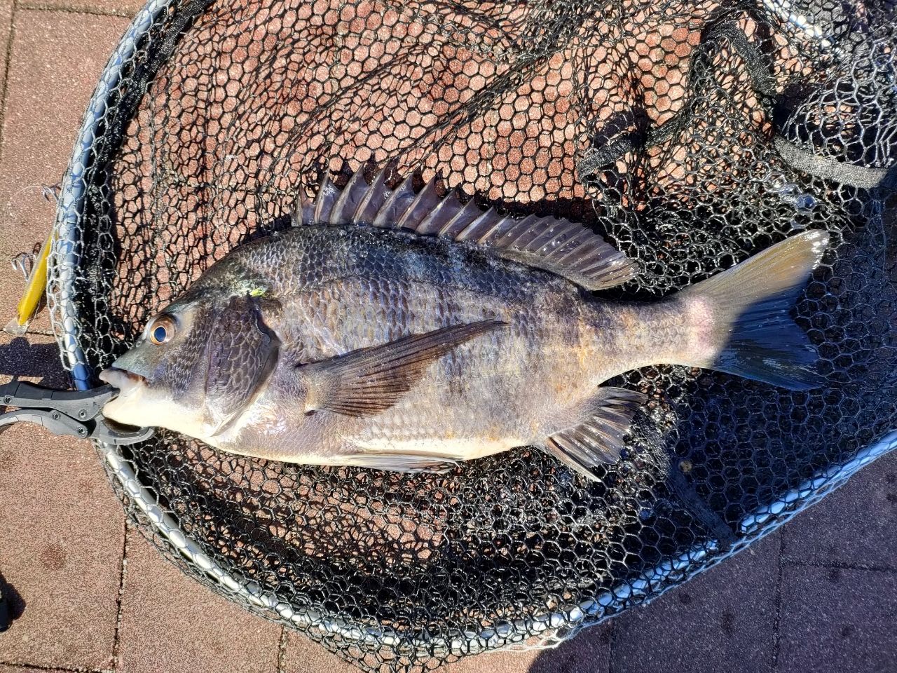 AbuGarcia ソルティーステージ・KR-X・ベイトフィネスカスタム SBFC